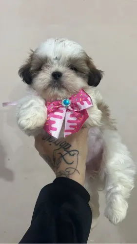 Vendo shitzu fêmea