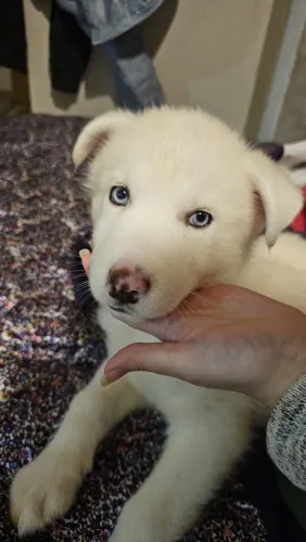 Lindos filhotinhos de husky siberiano