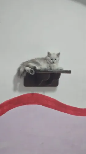 Lindo gato Maine cool