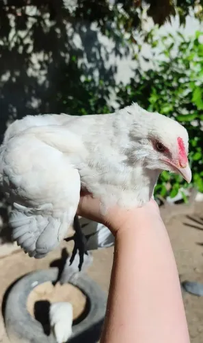 Ameraucana