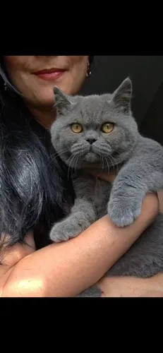 British Shorthair , pais livres de PKD SP
