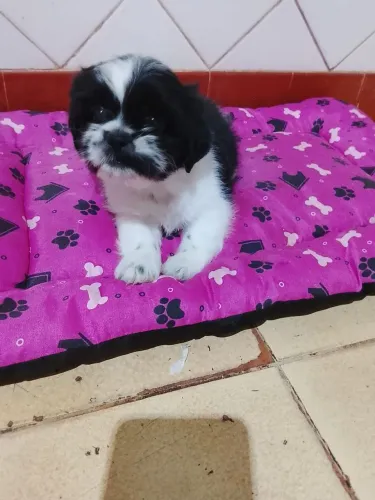 Vendo filhotes de Shitzu fêmea