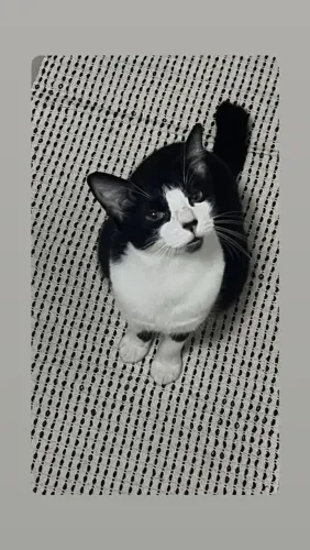 Doa-se duas gatinhas castradas