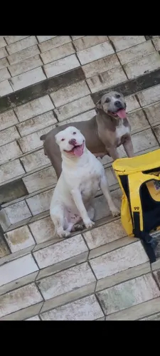 Vendo Pit Bull fêmea