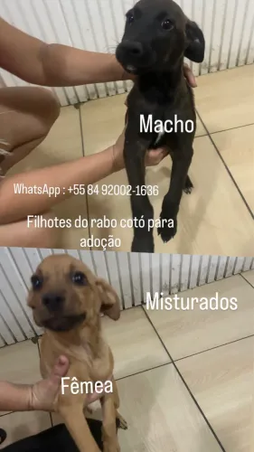 LINDOS FILHOTES PARA ADOÇÃO RESPONSÁVEL 