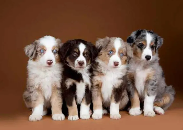 Border Collie fêmea e machinho disponíveis