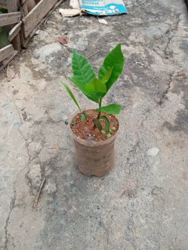 Caju vermelho e amarelo 10 reais cada 