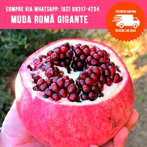 Mudas de Romã Gigante
