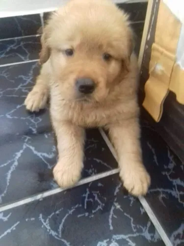 Golden Retriver apaixonantes