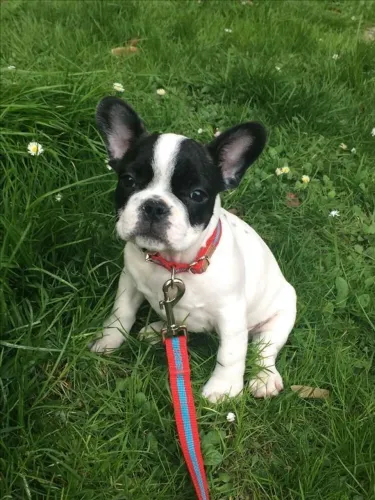 Filhote de Bulldog Francês para te encantar 