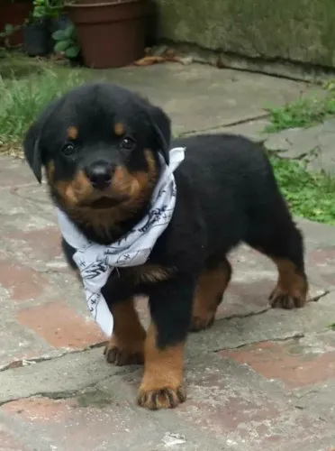 Rottweiler Alto Padrão