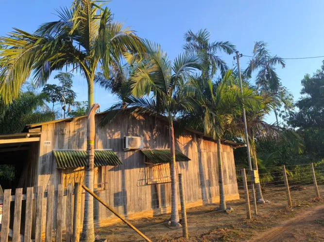 Mudas de palmeira imperial (5 a 6 metros)