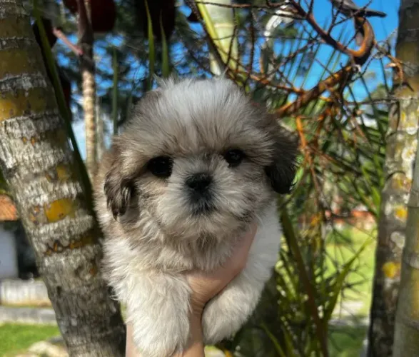 Shihtzu Americano Machos a Pronta Entrega- 10x sem juros