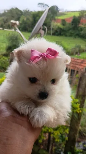 Filhotes de Spitz Alemão 