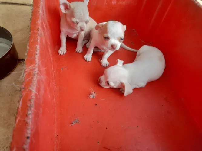 Chihuahua machos 2 filhotes