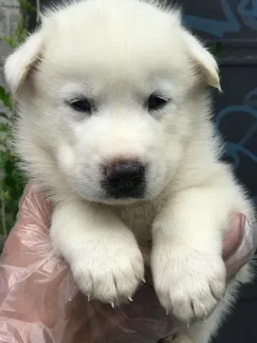 Husky Siberiano- Filhotinho macho linda coloração com 63 dias-Dani