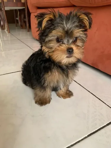 Filhote de Yorkshire Terrier construindo felicidade