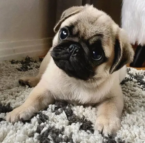 Filhote de pug , a vida deles