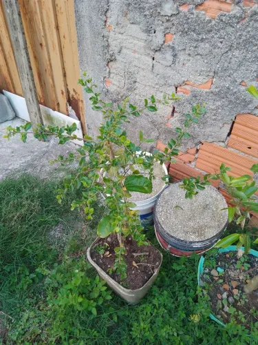 Vendo muda de acerola