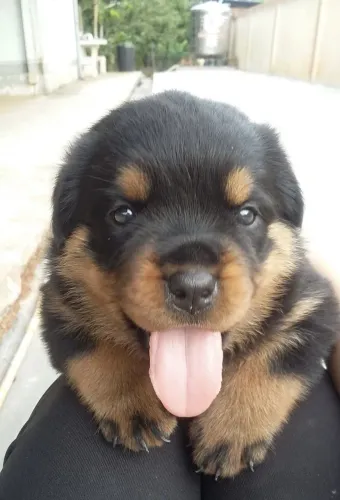 Filhote de Rottweiler com 56 dias com todos os Preventivo