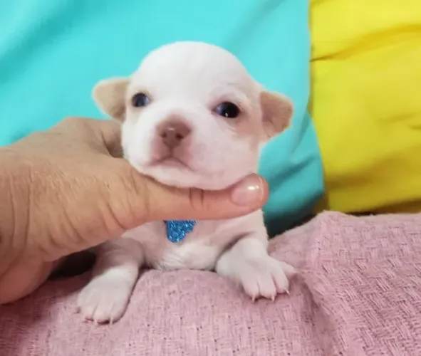 Chihuahua Micro Tricolor Macho - Pequeno no Tamanho, Gigante na Personalidade! 