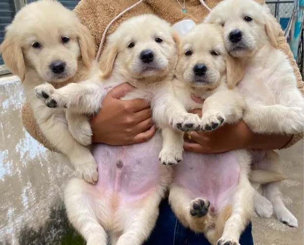 Golden Retriever dourados