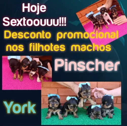 Pinscher macho ? Lindo, carinhoso e cheio de energia! Todos os Dias