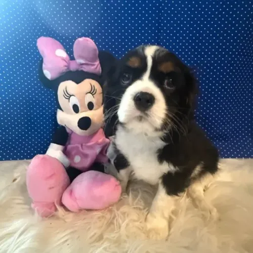 Cavalier King com genética selecionada e suporte veterinário