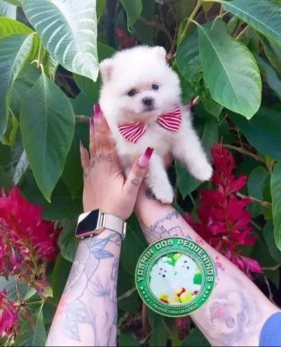 Lulu da Pomerânia Alto Padrão Promoção 