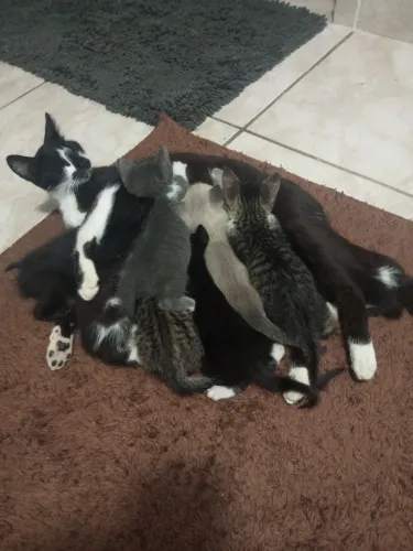 Filhotes de Gatos para adoção responsável.