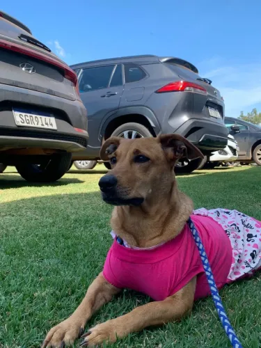 Cachorra 