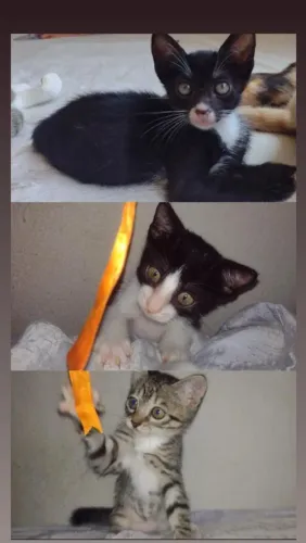 Gatinhas para adoção