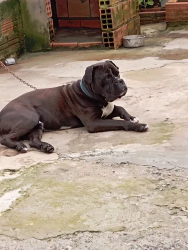 Doação buldog campeiro