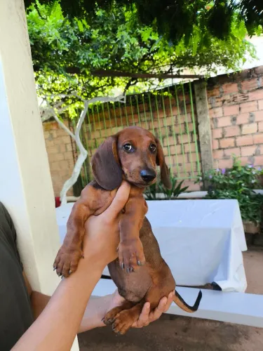 Cachorro Salsicha - Dachshund (filhote)
