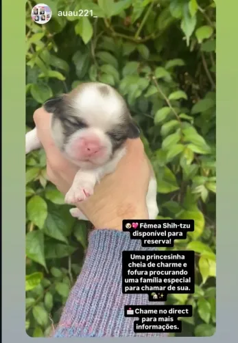 Cachorro shitszu