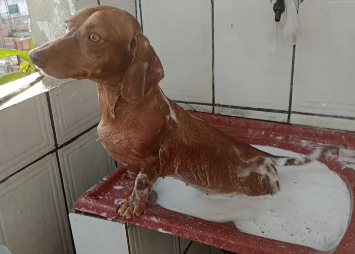 Cachorro salsicha 