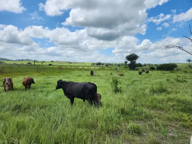 Fazenda a venda no municipio de São Francisco do Brejão - MA, fazenda a venda em Imperatri