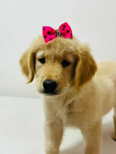 Golden retriver filhotes