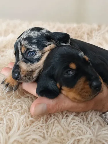 Venda Daschund  * 