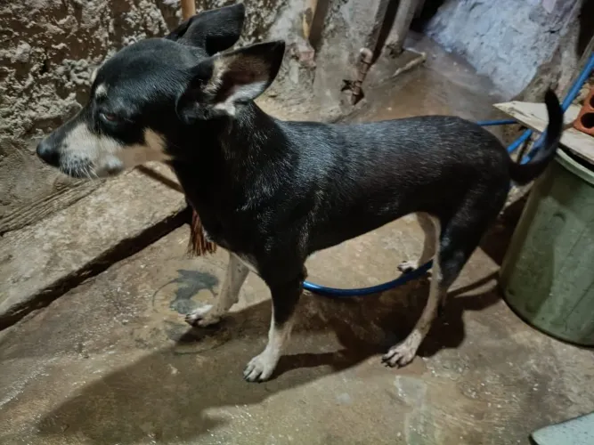 Cachorra castrada