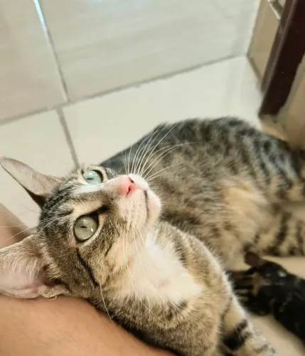Gata