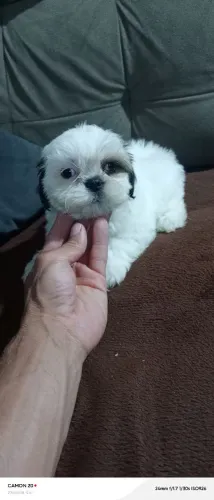 Lindo Shitzu machinho 