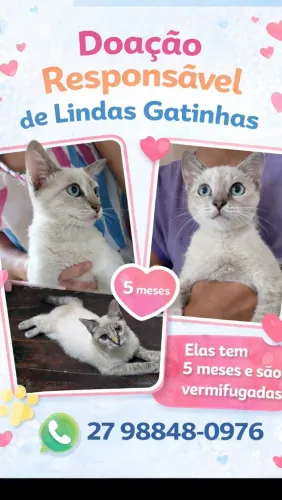 Doação Responsável Gatas ? 