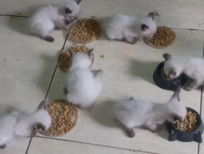 Doação de gatos siameses filhotes