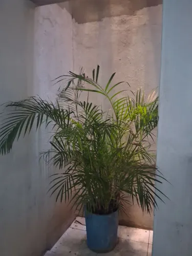 Planta linda para decoração