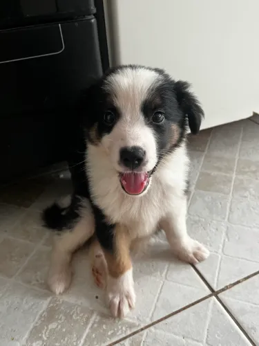 Filhote de Border Collie