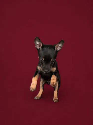 Pinscher mini disponível para venda