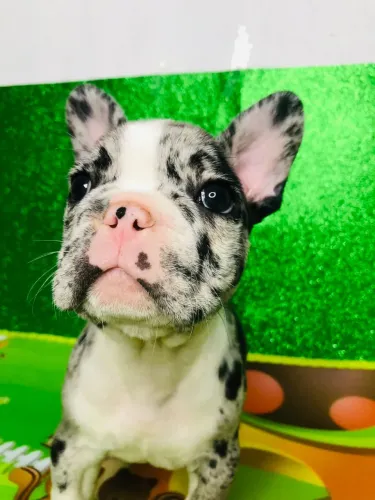 Bulldog Francês Filhote 