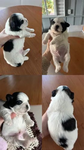 Shitzu com lhasa apso mini p reserva, 2 machinhos disponíveis 