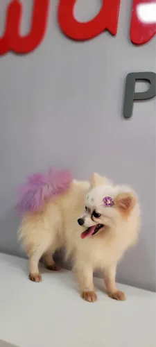 Lulu da pomeranea fêmea 